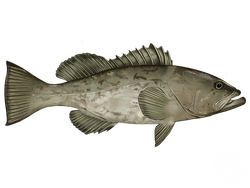Gag Grouper